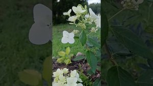 Гортензии Самарская Лидия, Даймонд Руж и Ангел Блаш