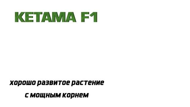 Кукуруза КЕТАМА F1 - ЧЕМПИОН ПО СКОРОСПЕЛОСТИ смотреть онлайн