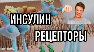 Инсулин и его рецепторы