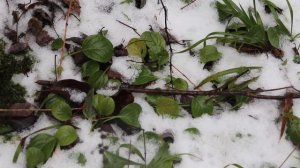 Что можно собирать в лесу зимой .