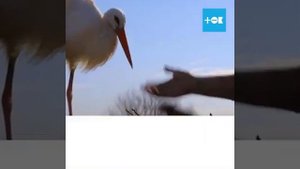 Аист  с подбитым крылом...