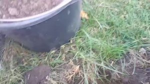 Посадка хвойных растений.Основные правила.