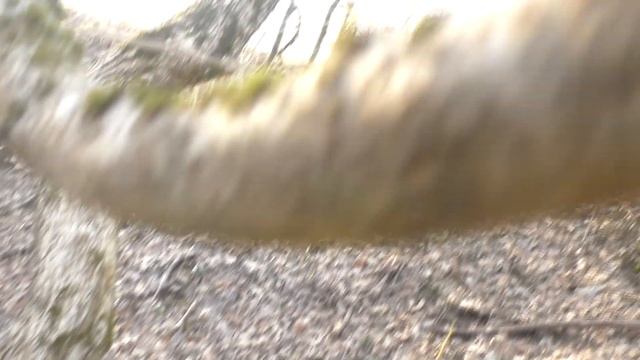 ПОДСНЕЖНИКИ В ФЕВРАЛЕ! ВЕСНА ЗИМОЙ / МоЙ ВыХоДнОй / Горы, Море, Красота... / Алиса Изи Лайф смотреть онлайн