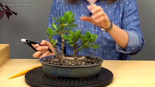 Бонсай из крассулы в стиле Упавшее дерево (ч.2). смотреть онлайн