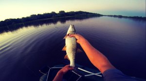 Ловля жереха на воблер.