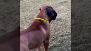 Бульмастиф ?? Какой он должен быть..