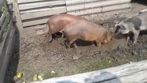 поросята породы дюрок пьетрен. пляж.