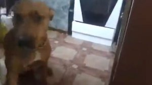 Собака разговаривает человеческим голосом