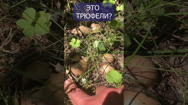 Трюфели или не трюфели?