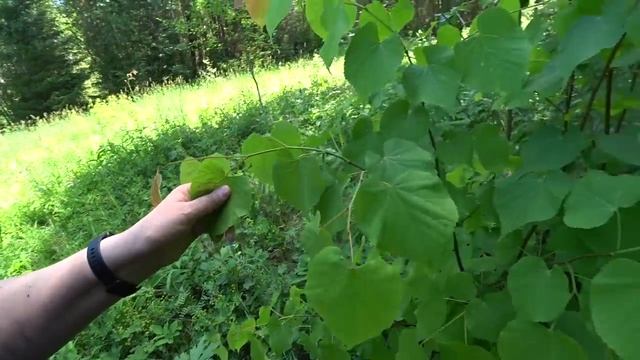 Пермские леса. Открыли грибной сезон. В лес 14 июня 2023. смотреть онлайн