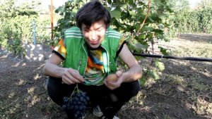 Как сохранить виноград до "нового года". Простой способ.