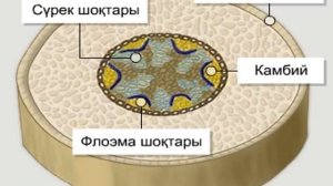 Камбий  Екінші реттік өсу