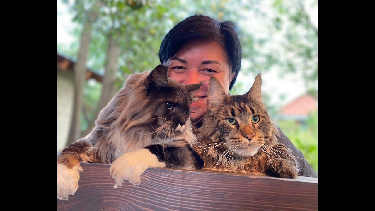 Про поющего кота. смотреть онлайн