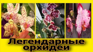 Зацвела новинка орхидея легенда. О размерах цветов и их особенности.