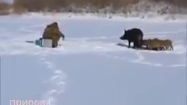 село лески леса на охоте прикол смотреть онлайн