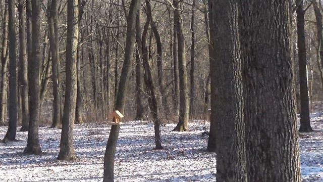Хомяк повторюшка и зимняя прогулка по парку.