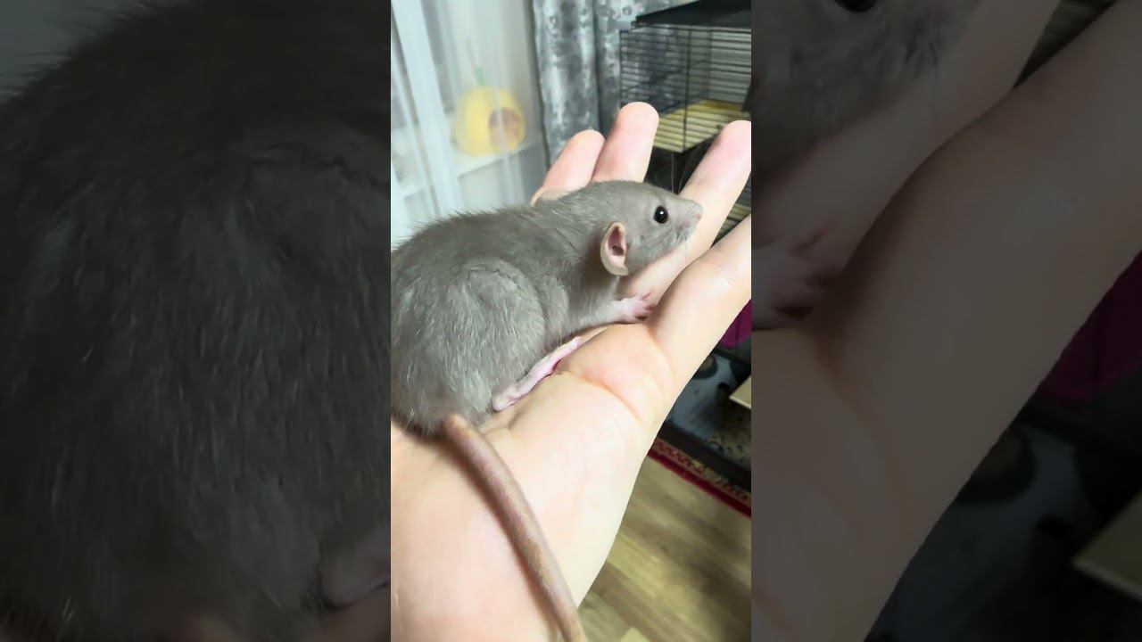 наша малышка #декоративныекрысы