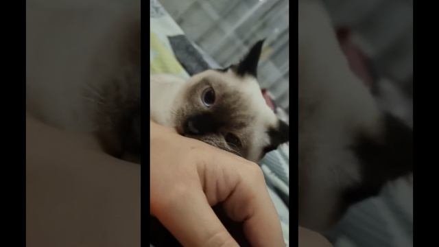 Моисей ❤️ #Моисей #котики #котенокпоименигав #лучшее