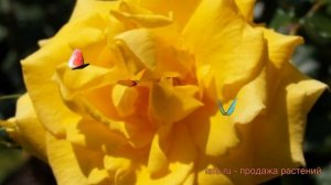 Роза флорибунда Голд Банни (gold bunny) ? роза Голд Банни обзор: как сажать саженцы розы Голд Банни