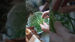 Коты помогают перебирать лук