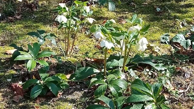 Шато Фонтенбло. смотреть онлайн