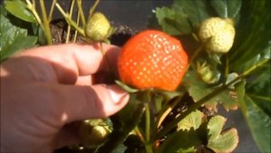 ЭВИС ДЕЛАЙТ -  сорт ремонтантной клубники с прямостоячим цветоносом.