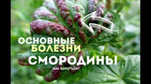 Болезни смородины! Как бороться с главными заболеваниями смородины?