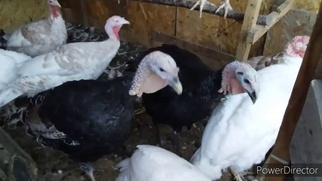 ВЛОГ//Взвешиваем Уток и Индюков//Домашние Индюки Выгодно или Нет? смотреть онлайн