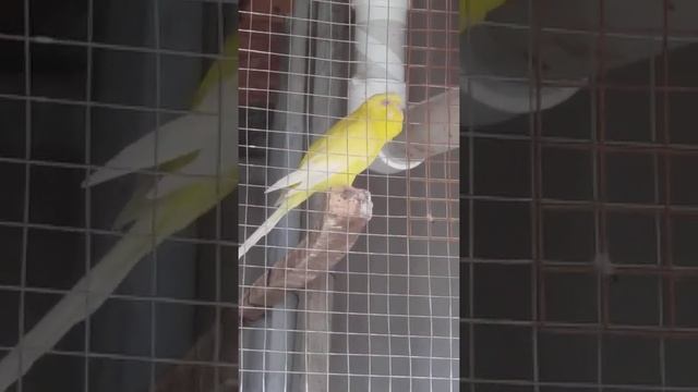 New Red Eyes Colony 3 to 4 Day Progress | Red Eyes Coloni | Toton Ki Coloni | Bajri Kaloni | Parrot смотреть онлайн