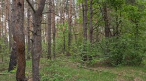 "Волшебство леса: путешествие по сказочным тропам"