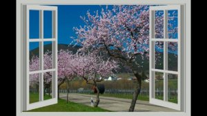 Я СУМИШЕВСКИЙ   ЗА  ОКОШКОМ  ВИШНЯ