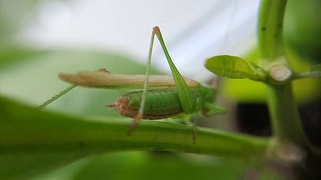 Кузнец стрекочет