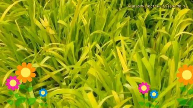 Бор развесистый Ауреум. Краткий обзор, описание характеристик, где купить саженцы смотреть онлайн