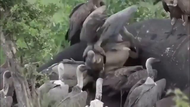 Мир стервятников.