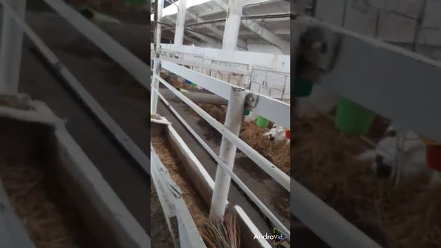 Племсовхоз "Чарышский" , телята.