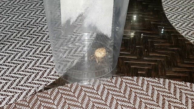 ОТПРАВИТЬ ПАУКА ЗА УДАЧЕЙ. ДЛЯ ВСЕХ. ВЕДЬМИНА ИЗБА. ИНГА ХОСРОЕВА.