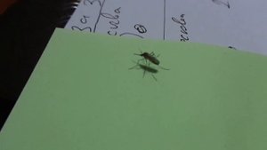 Пьяный комар нанюхавшийся "аромата" из фумигатора!