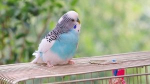 ?️Какое зрение у волнистых попугаев? | Видят ли попугаи в темноте?