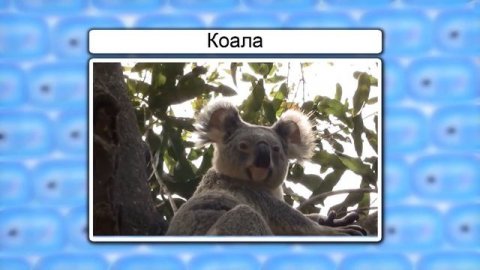 Класс млекопитающие. Отряды Однопроходные, Сумчатые, Насекомоядные и Рукокрылые. Видеоурок