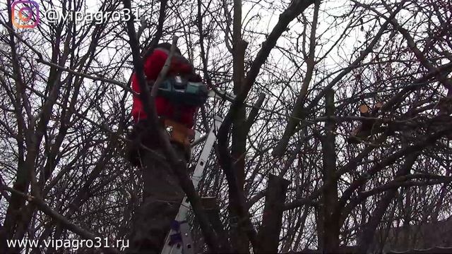 Шоковая обрезка груши смотреть онлайн