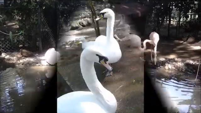 Bellis Resort 5* - Belek Зоопарк отеля смотреть онлайн