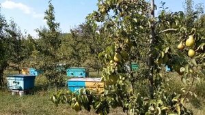 ПЧЕЛЫ, И ЛЕКАРСТВЕННЫЕ  РЕЦЕПТЫ  ИЗ  ПЧЕЛИНОЙ ПРОДУКЦИИ.