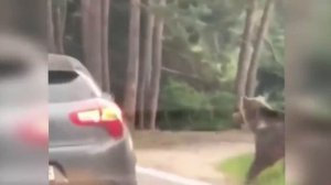 Самые Невероятные Встречи С Дикими Медведями!.mp4