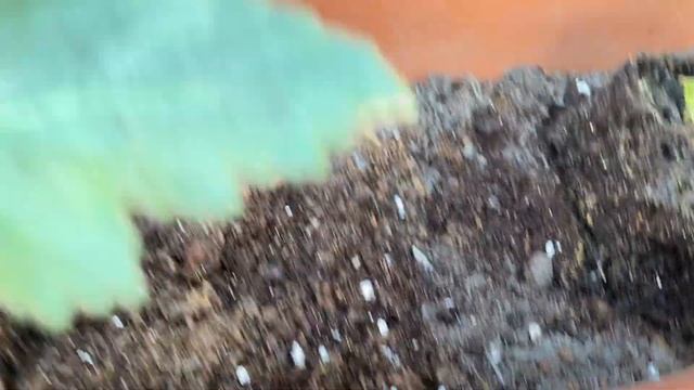 БЕГОНИИ КЛУБНЕВЫЕ. Посадка клубневых бегоний в горшки и ящики. смотреть онлайн