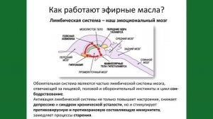 способы применения эфирных масел и некоторые результаты  Дотерра