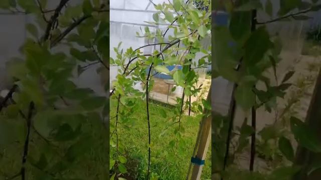 Ива Килмарнок. Формировка. Обрезка. смотреть онлайн