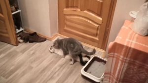 Mating cats:  the whole process\ Вязка кошек: весь процесс