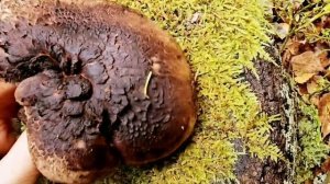 Ежовик Черепитчатый, Медвежье ухо или Саркадон.