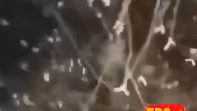 Как снять кота с дерева смотреть онлайн