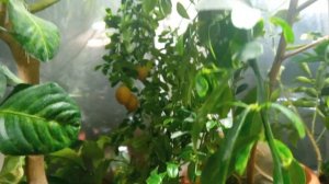 Выращивание цитрусовых дома, микроцитрус кровавый лайм, плоды и бутоны.